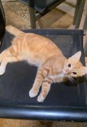 Lost Male Cat last seen Hangs around the Residence Inn and Bass Pro Shops, Harlingen, TX 78552