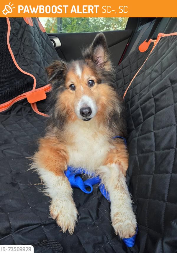 Found/Stray Unknown Dog last seen On hwy 14/ near Heritage lakes, SC-14, SC 29650