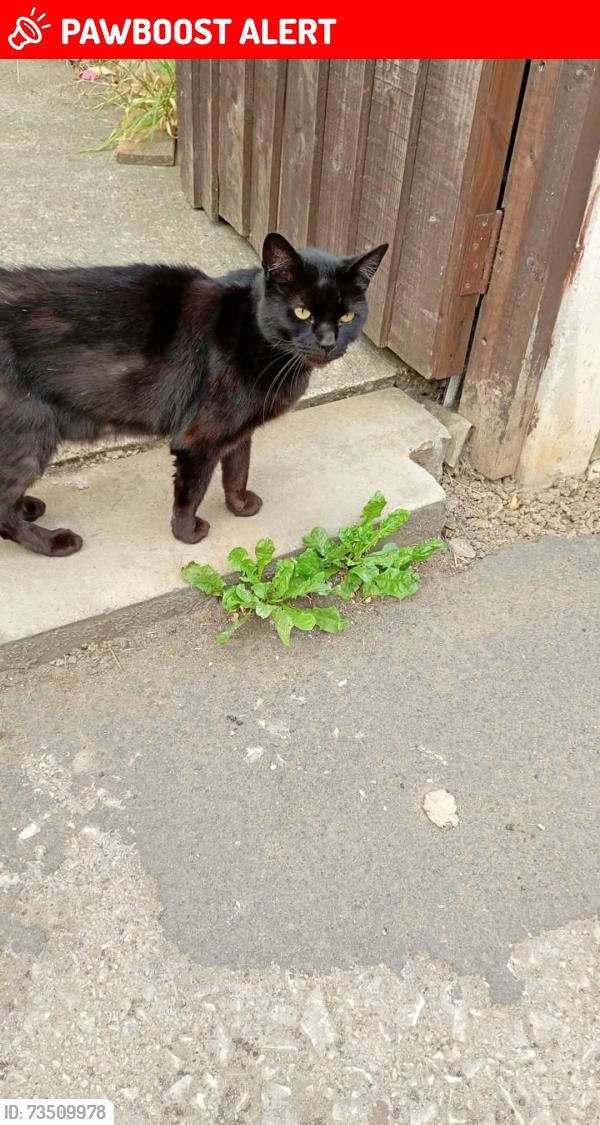 Lost Female Cat last seen Oswin Avenue Balby, South Yorkshire, England DN4 0PG