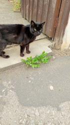 Lost Female Cat last seen Oswin Avenue Balby, South Yorkshire, England DN4 0PG