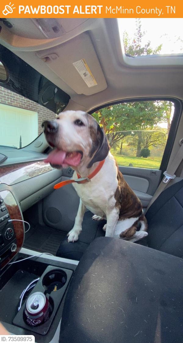 Found/Stray Male Dog last seen Highway 30/Airport Rd Athens, TN, McMinn County, TN 37303