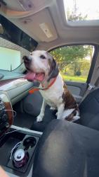 Found/Stray Male Dog last seen Highway 30/Airport Rd Athens, TN, McMinn County, TN 37303