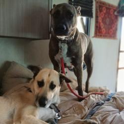 Lost Male Dog last seen Wetlands park, Yuma, AZ 85364