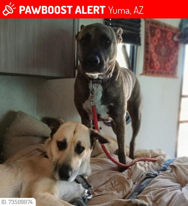 Lost Male Dog last seen Wetlands park, Yuma, AZ 85364