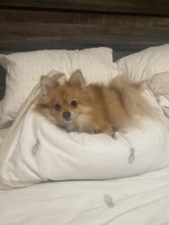 Reunited Female Dog last seen Locust and Happy Valley, Nampa, ID 83651