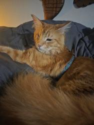 Lost Male Cat last seen Wakefield between Eskew and Gemstone west of Brodie south of William Cannon ne, Austin, TX 78749