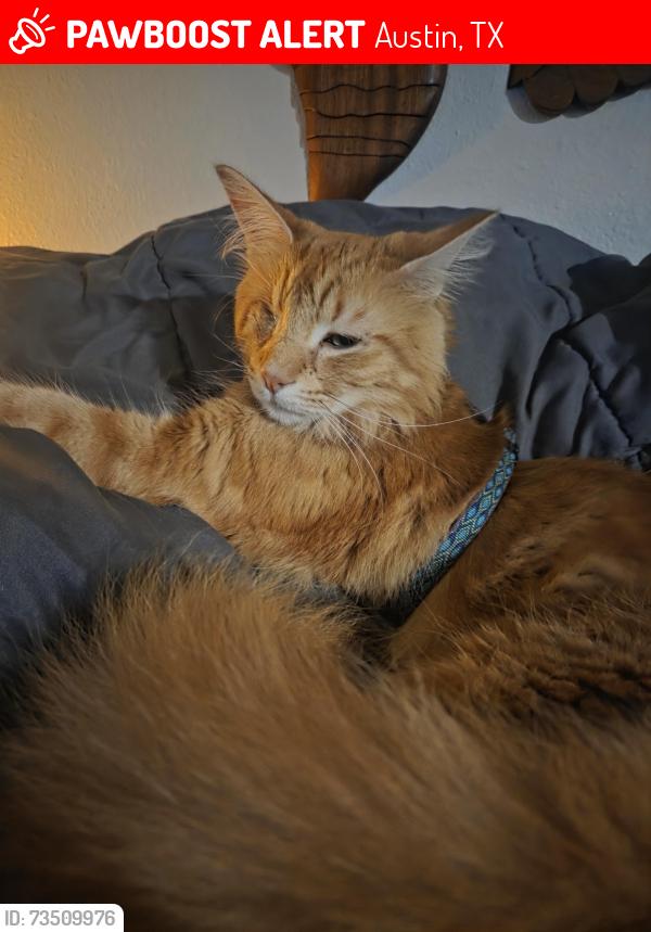 Lost Male Cat last seen Wakefield between Eskew and Gemstone west of Brodie south of William Cannon ne, Austin, TX 78749