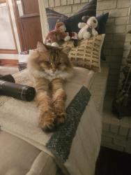 Reunited Male Cat last seen S Cook Ct and E Euclid Ave, Centennial, CO 80121
