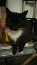 Lost Male Cat last seen Oswin Avenue Balby, Balby, England DN4 8QE