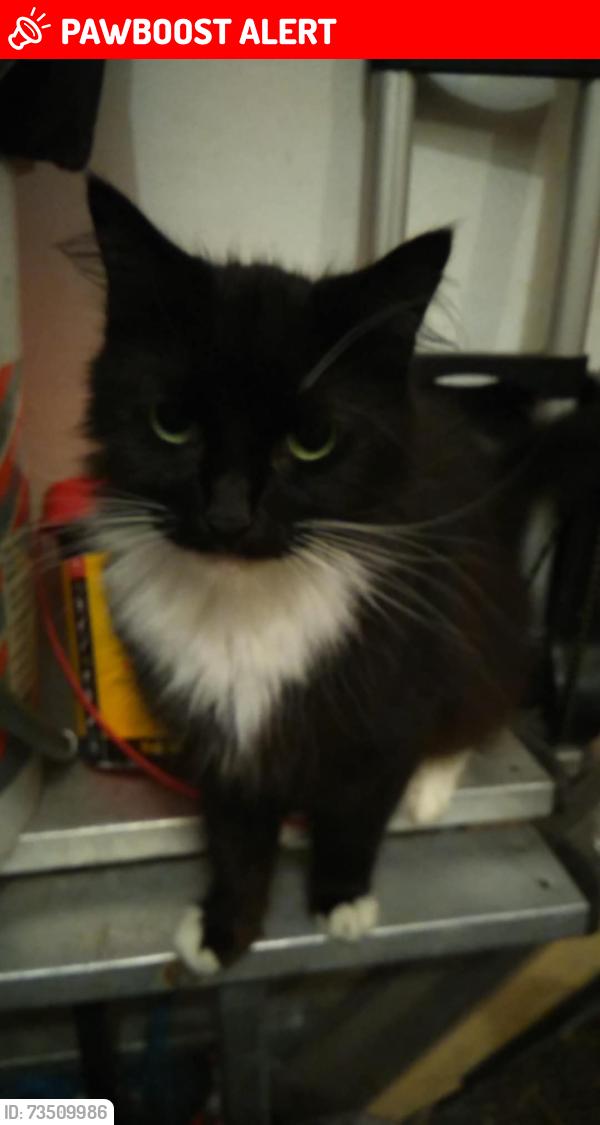 Lost Male Cat last seen Oswin Avenue Balby, Balby, England DN4 8QE