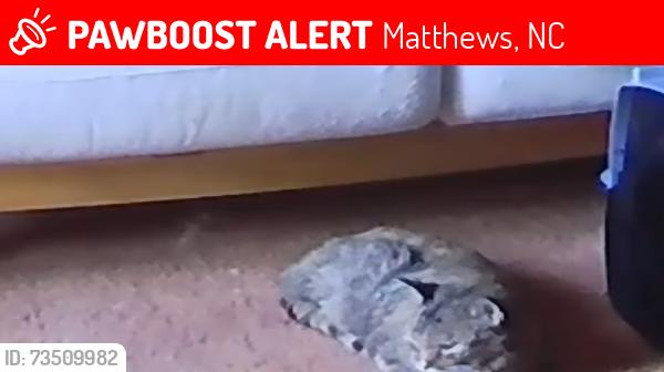Lost Female Cat last seen Matthews mint hill road and Hashanli, Matthews, NC 28105