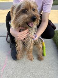 Found/Stray Male Dog last seen Bollard dr, Fort Worth, TX 76179
