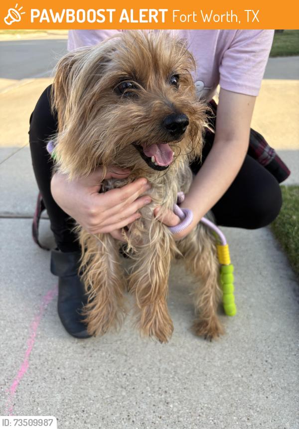 Found/Stray Male Dog last seen Bollard dr, Fort Worth, TX 76179
