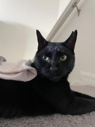 Reunited Male Cat last seen David walker Publix, Tavares, FL 32778