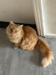 Lost Male Cat last seen Near coalshaw green park and tesco express, Chadderton, England OL9 8JX