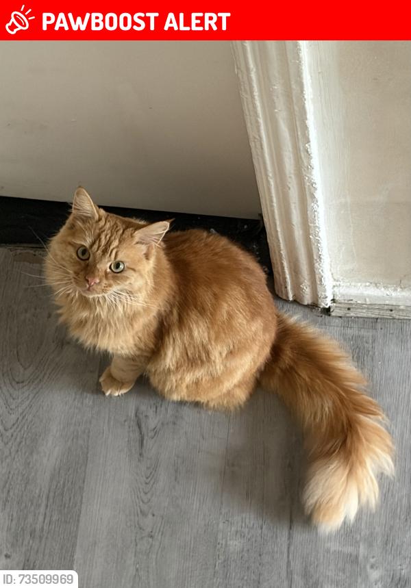 Lost Male Cat last seen Near coalshaw green park and tesco express, Chadderton, England OL9 8JX