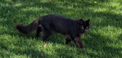 Reunited Male Cat last seen Cambridge Glen and Cambrille Crescent roads, Strathmore, AB T1P 1N3