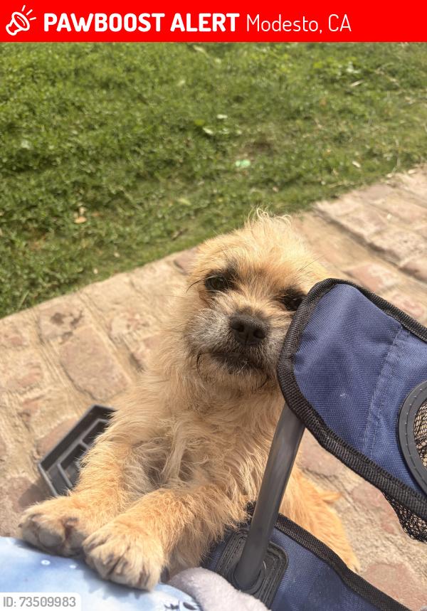 Lost Female Dog last seen Near the soccer complex by the flea market., Modesto, CA 95354