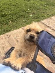 Lost Female Dog last seen Near the soccer complex by the flea market., Modesto, CA 95354