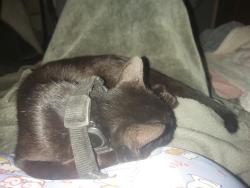 Reunited Female Cat last seen Rua videira cidade patriarca, Cidade Patriarca, SP 03564-050