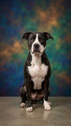 Shelter Stray Male Dog last seen Near BLOCK HOLLYCREST DRIVE, 2020 Forest St, Jacksonville, FL 32204, USA