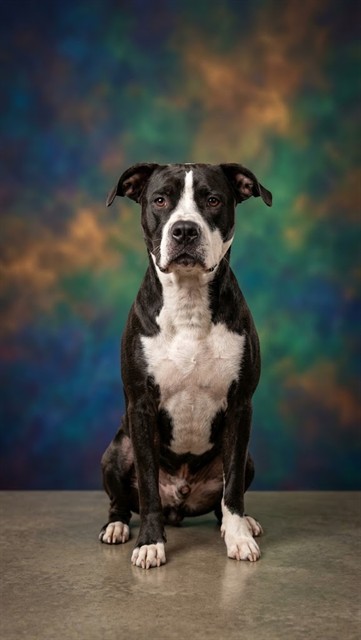 Shelter Stray Male Dog last seen Near BLOCK HOLLYCREST DRIVE, 2020 Forest St, Jacksonville, FL 32204, USA