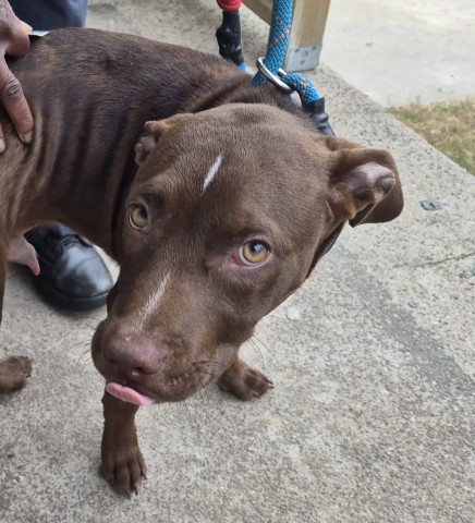 Shelter Stray Male Dog last seen Near BLOCK HIGHLAND ST, DETROIT MI 48206, 1431 E Ferry St, Detroit, MI 48211, USA