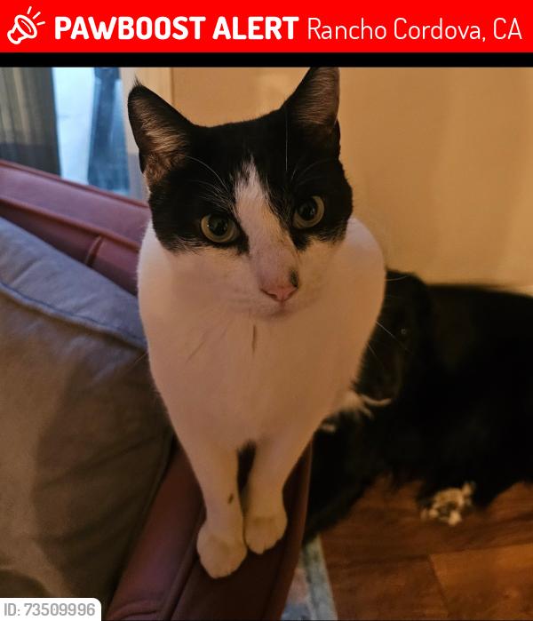 Lost Female Cat last seen Slate Falls way, Rancho Cordova, CA 95742