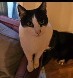 Lost Female Cat last seen Slate Falls way, Rancho Cordova, CA 95742