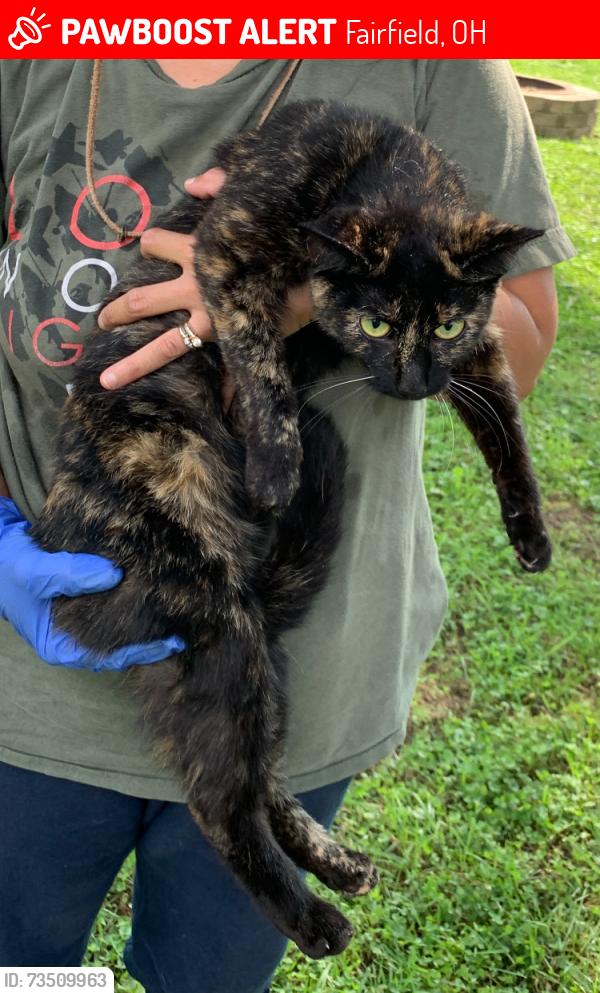 Lost Female Cat last seen Wabash Dr. or Dee Alva Dr., Fairfield, OH 45014