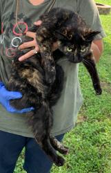 Lost Female Cat last seen Wabash Dr. or Dee Alva Dr., Fairfield, OH 45014