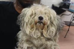 Shelter Stray Female Dog last seen Near BLOCK CLAY STREET, 127 Humane Ln, Columbia, SC 29201, USA