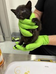 Shelter Stray Male Cat last seen Near, 5001 E Raymond St, Indianapolis, IN 46203, USA