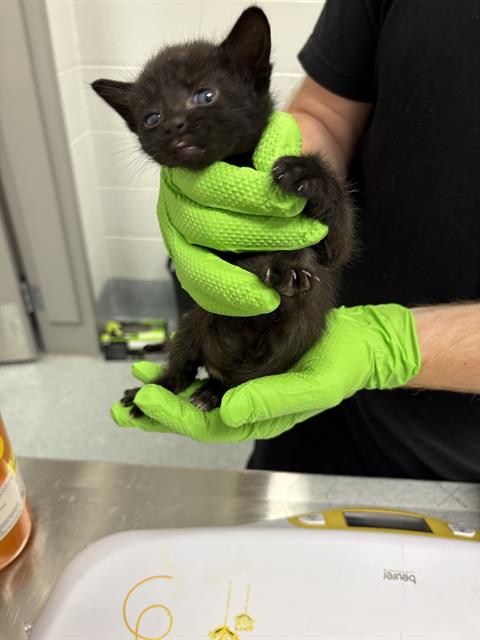 Shelter Stray Male Cat last seen Near, 5001 E Raymond St, Indianapolis, IN 46203, USA