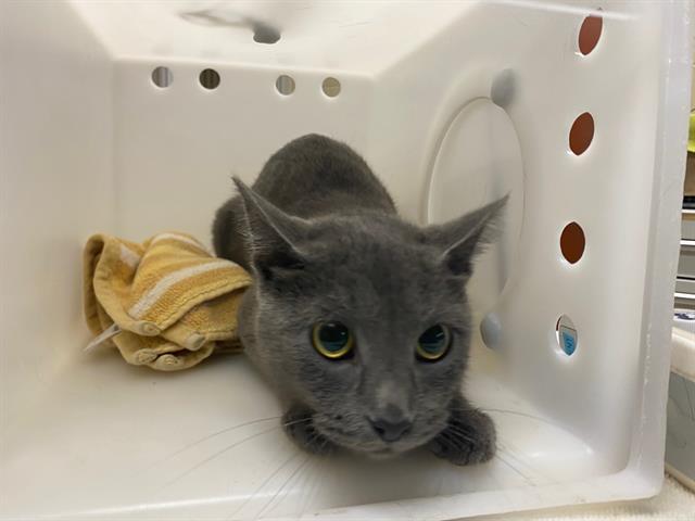 Shelter Stray Female Cat last seen Near BLOCK W WISCONSIN AVE, 3839 W Burnham St, West Milwaukee, WI 53215, USA