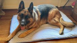 Reunited Female Dog last seen Holly Creek Neighborhood Anderson, SC, Anderson, SC 29621