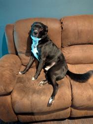 Reunited Male Dog last seen Evans Street, likely in the backyard of someone's hse, Houston, TX 77061