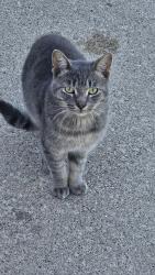 Found/Stray Male Cat last seen Field - candle company- swanton Valley nursing home, Swanton, OH 43558
