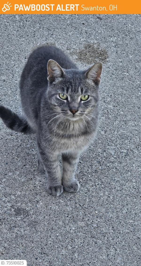 Found/Stray Male Cat last seen Field - candle company- swanton Valley nursing home, Swanton, OH 43558