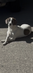 Found/Stray Female Dog last seen Near 28 water street, Bay Point, Bay Point, CA 94565