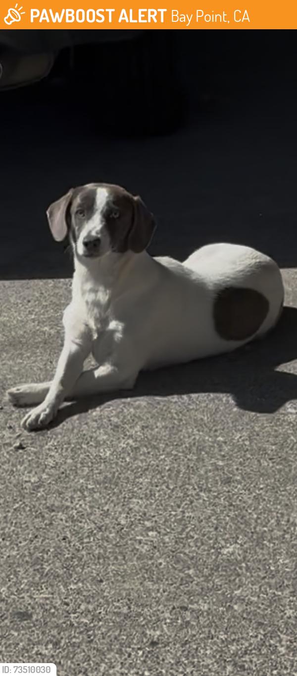 Found/Stray Female Dog last seen Near 28 water street, Bay Point, Bay Point, CA 94565
