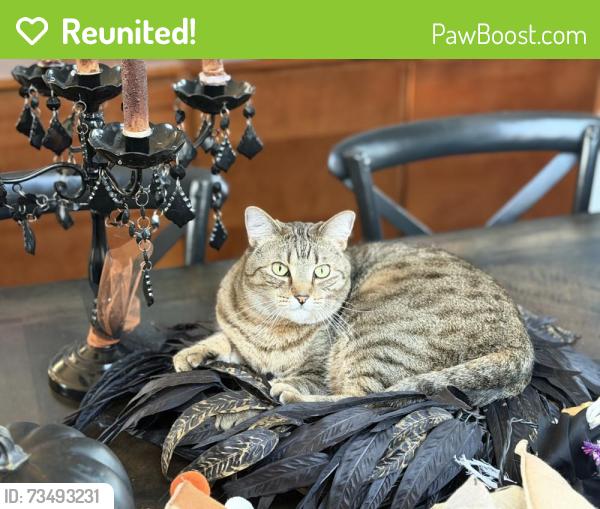 Reunited Female Cat last seen We live near Michael Angelo’s Winery, Hinckley, OH 44233