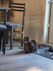 Reunited Male Cat last seen Leila ave and Mandalay dr., Winnipeg, MB R2P 2E5
