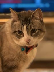 Reunited Male Cat last seen Amsterdam Ave., New York, NY 10031