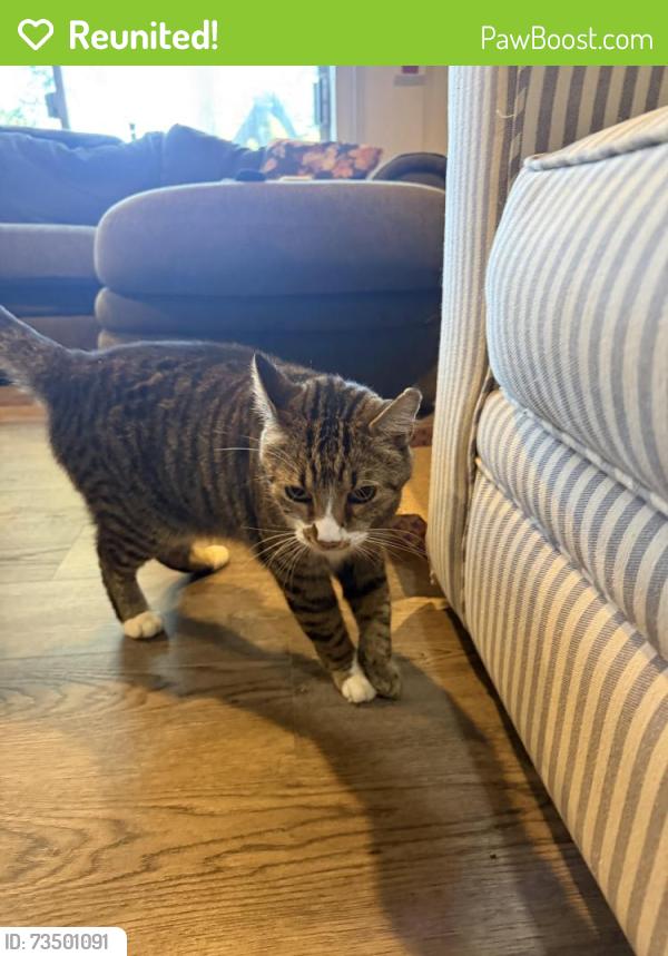 Reunited Female Cat last seen Benstein and Oakley Park, Commerce Township, MI 48390
