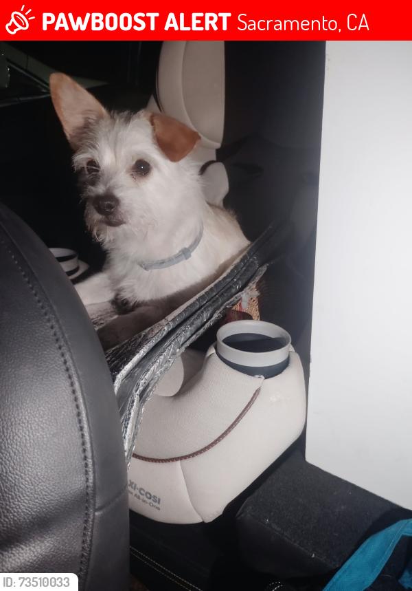 Lost Male Dog last seen Near Edison Ave, Sacramento, CA 95821, Sacramento, CA 95821
