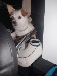 Lost Male Dog last seen Near Edison Ave, Sacramento, CA 95821, Sacramento, CA 95821