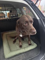 Reunited Female Dog last seen 122nd and 85th, Kirkland, WA 98033