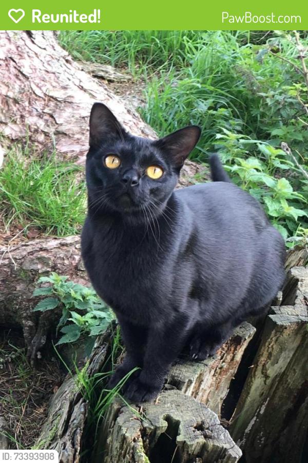 Reunited Male Cat last seen Farley Lane, Stonesfield, England 