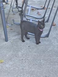 Found/Stray Female Cat last seen Kroll Ln, High Point, NC 27260